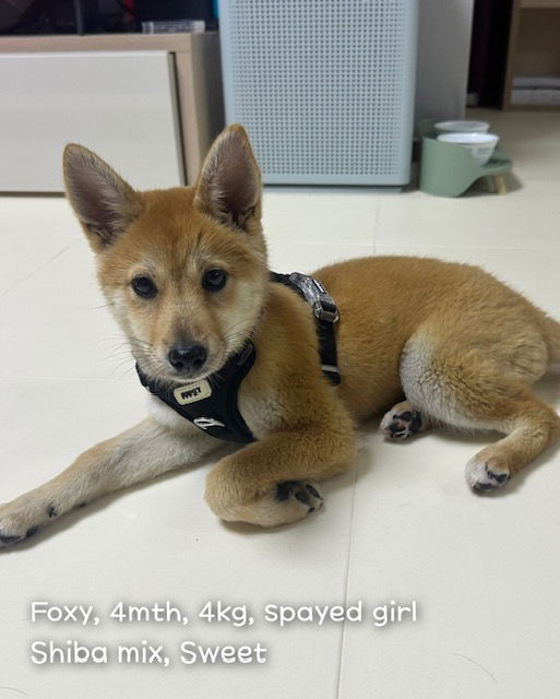 FOXY