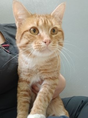 Papaya (FelV+), Young Male Domestic Short Hair