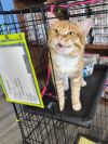 Papaya (FelV+) photo 2