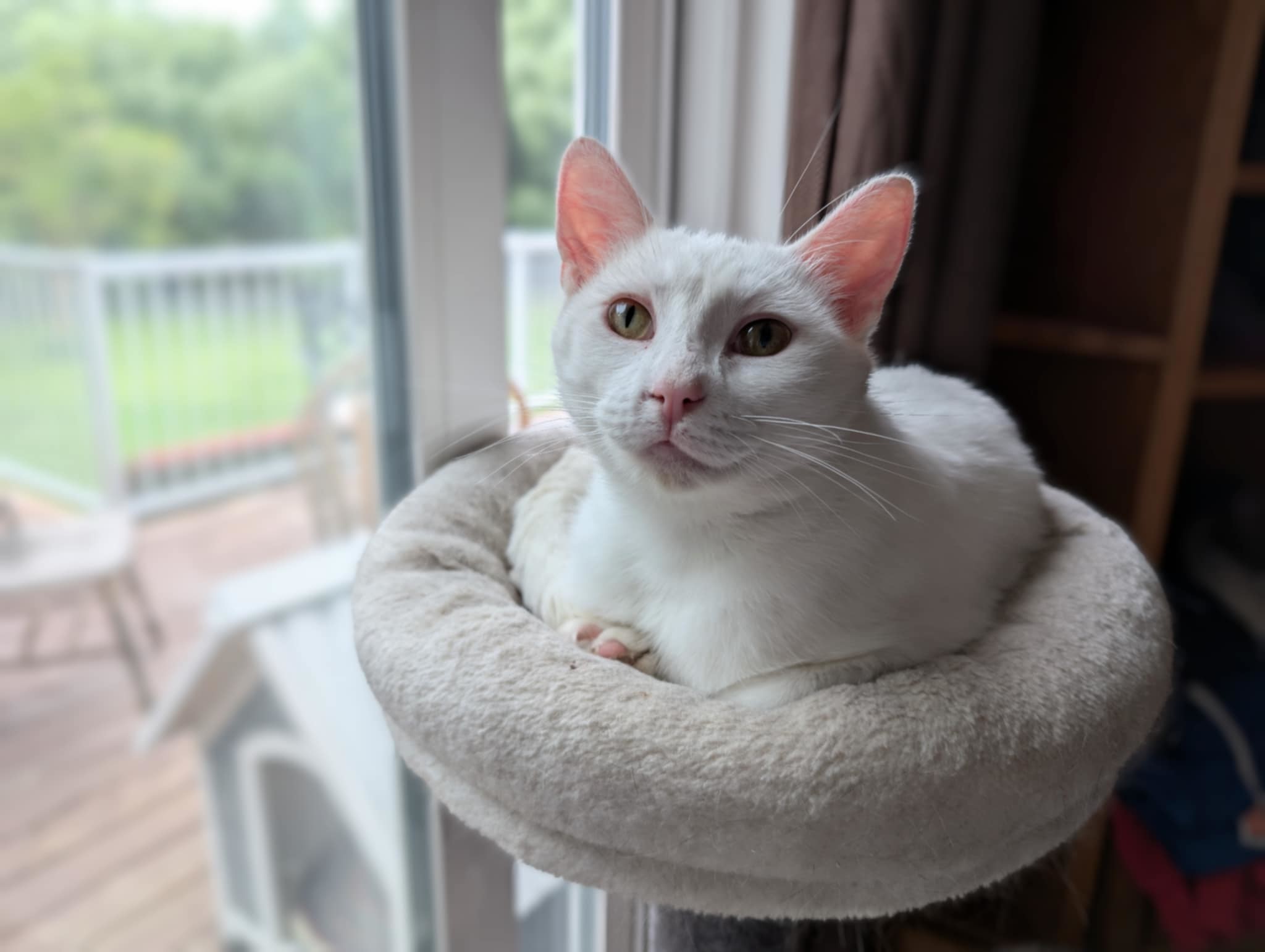 Tippy