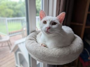 Tippy, Young Female Domestic Short Hair