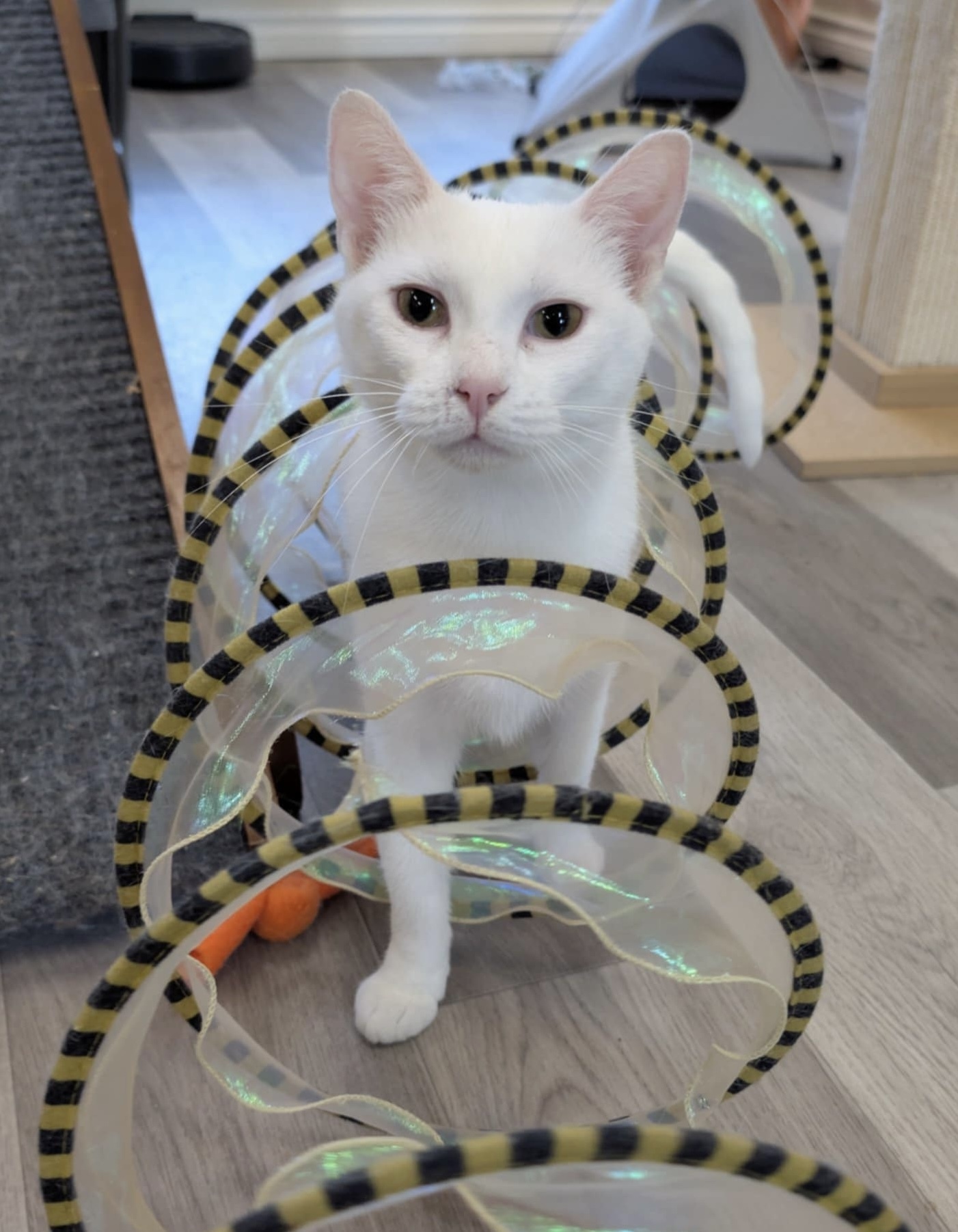 Tippy, an adoptable Domestic Short Hair in Steinbach, MB, R5G 2B2 | Photo Image 2