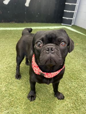 Meet Daffy This 1-year-old 20-pound girl was found as a stray in San Bernardino and honestly We 