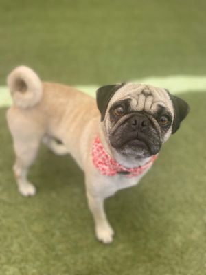 Meet Jordin At 6 years old and 20 pounds Jordin has already lived through more than her fair share