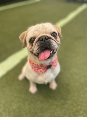 Meet Splash a high-energy cutie with a personality as big as her zoomies At 5 years old and 18 pou