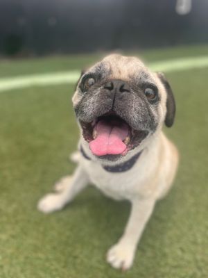 Meet Jersey This 7-year-old 24-pound guy was picked up as a stray and sat in a local shelter quie