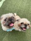 Dino *Bonded to Enzo* / Enzo *Bonded to Dino* photo 4