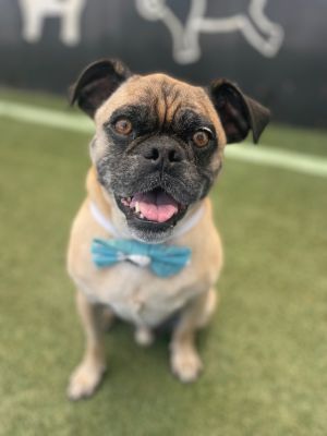 Grant Pug Dog