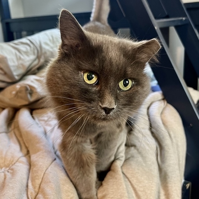 Cowboy, an adoptable Domestic Long Hair, Nebelung in Chicago, IL, 60609 | Photo Image 1