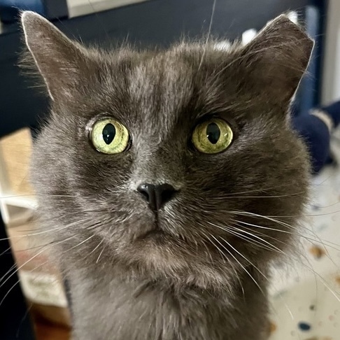 Cowboy, an adoptable Domestic Long Hair, Nebelung in Chicago, IL, 60609 | Photo Image 2
