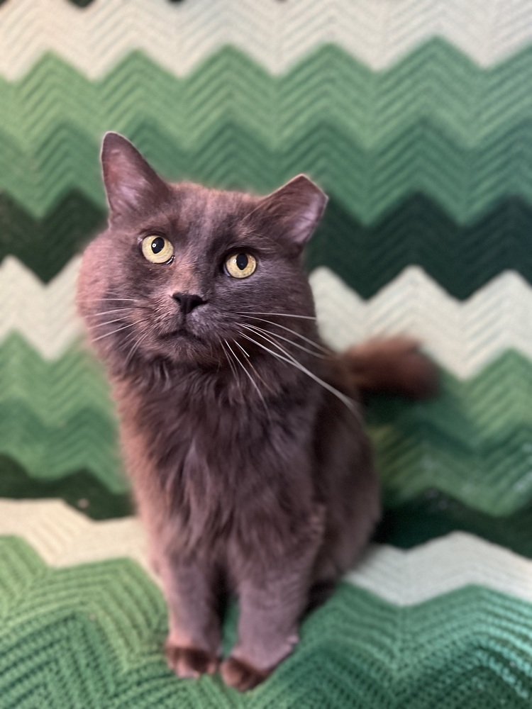 Cowboy, an adoptable Domestic Long Hair, Nebelung in Chicago, IL, 60609 | Photo Image 3