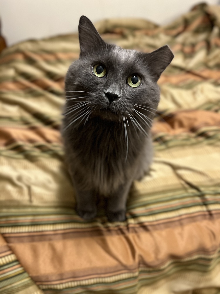 Cowboy, an adoptable Domestic Long Hair, Nebelung in Chicago, IL, 60609 | Photo Image 4