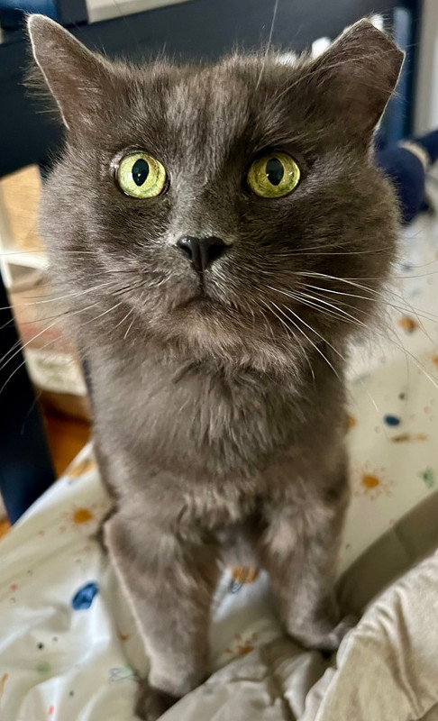 Cowboy, an adoptable Domestic Long Hair, Nebelung in Chicago, IL, 60609 | Photo Image 5