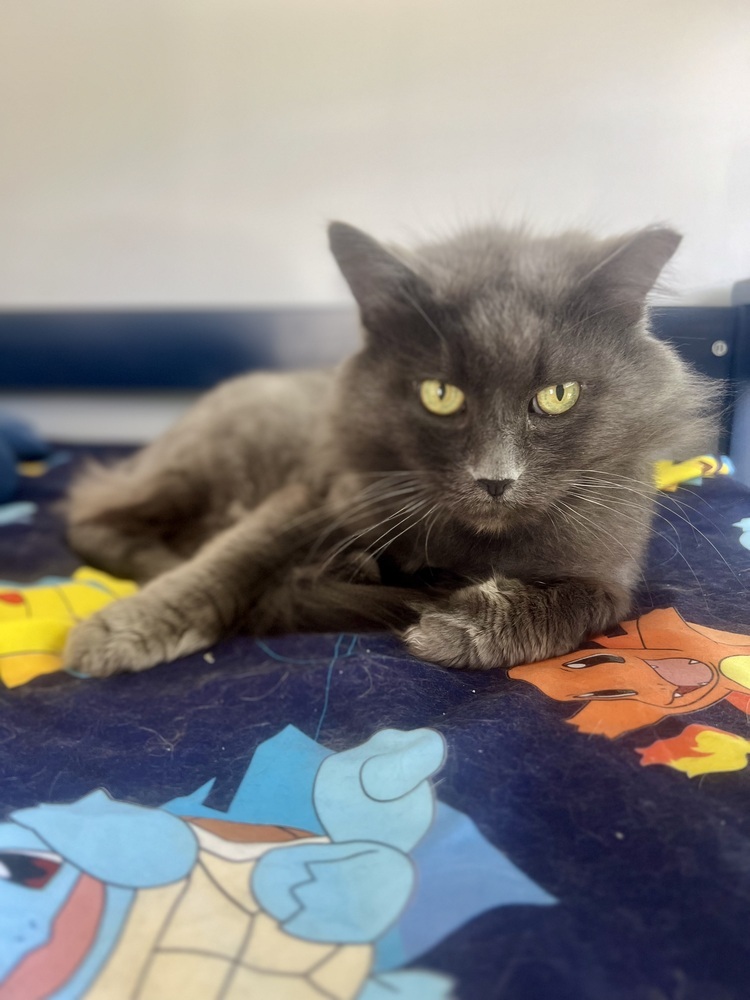 Cowboy, an adoptable Domestic Long Hair, Nebelung in Chicago, IL, 60609 | Photo Image 6