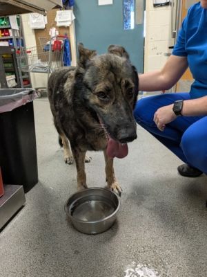 Allie, Adult Female Shepherd