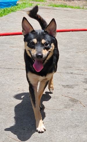 Sonni, Young Male Shiba Inu