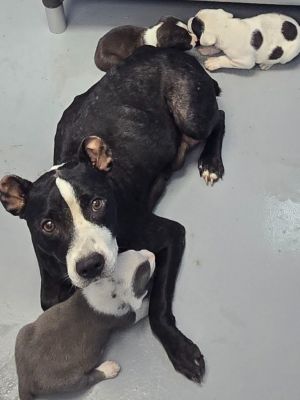 Leila Ali, Young Female Terrier