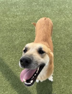 Chubb, Adult Female Shepherd
