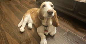 Meet Zelda a sweet senior who comes to Basset Buddies because her human passed away She adores peo