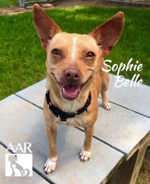 Sophie Belle, Young Female Chihuahua