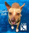 Sophie Belle photo 4