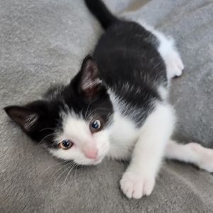 Babka, Baby Female Domestic Short Hair