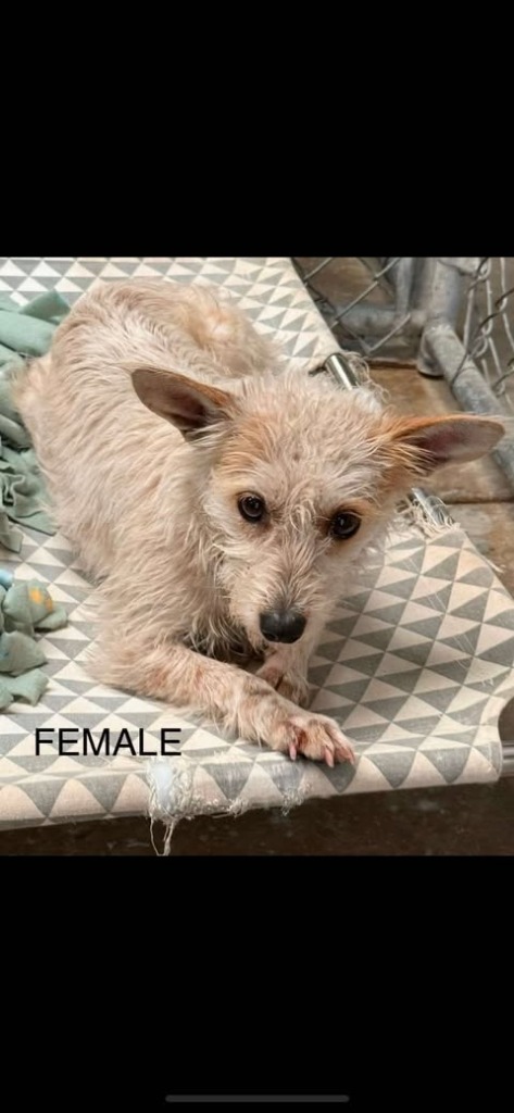 Shiloh, an adoptable Schnauzer in Brookings, OR, 97415 | Photo Image 2