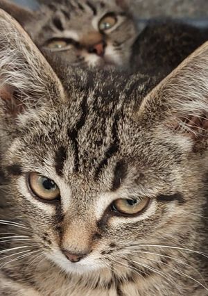 Hamish kitten 2(Zelda), Baby Male Domestic Short Hair