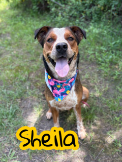 Sheila 124845