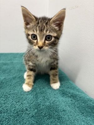 Javi, Baby Male Domestic Short Hair