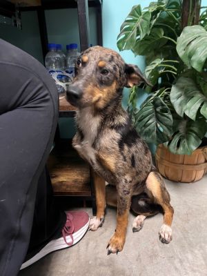 Dolly, Young Female Catahoula Leopard Dog