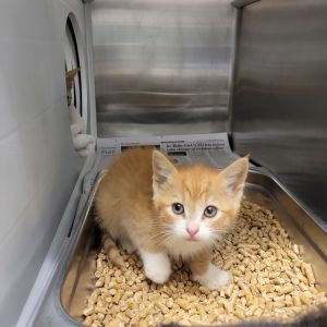 Stanley, Baby Male Domestic Short Hair