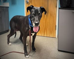 Belle, Senior Female Great Dane