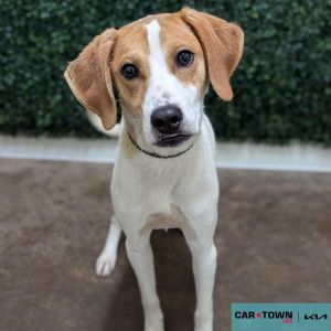 Walt, Young Male Hound