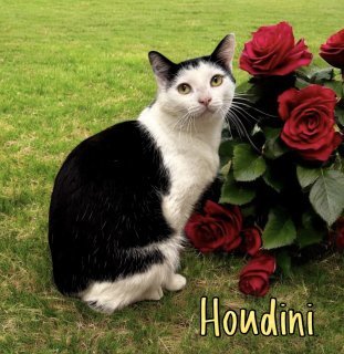 Houdini 33078