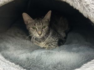 Mac, Adult Male Domestic Short Hair