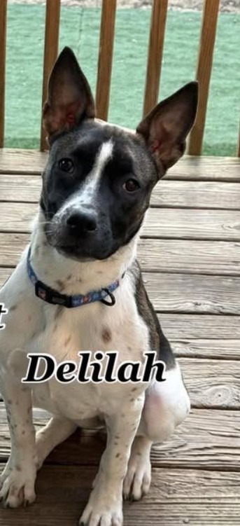 Delilah