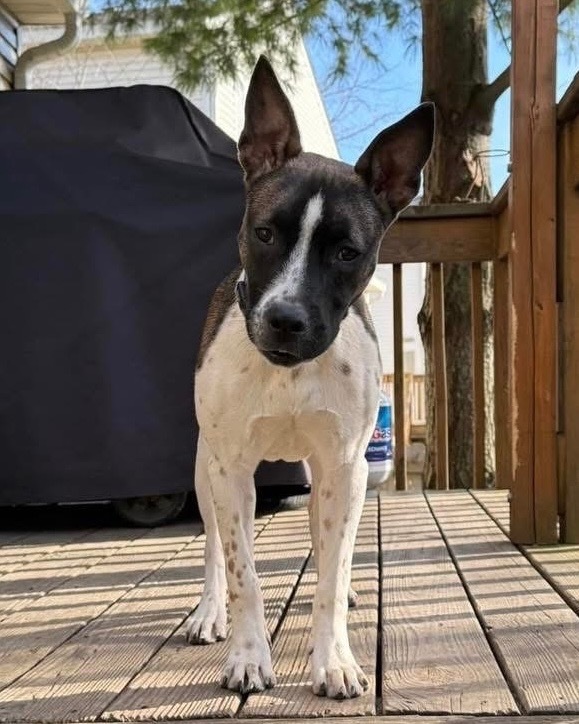 Delilah