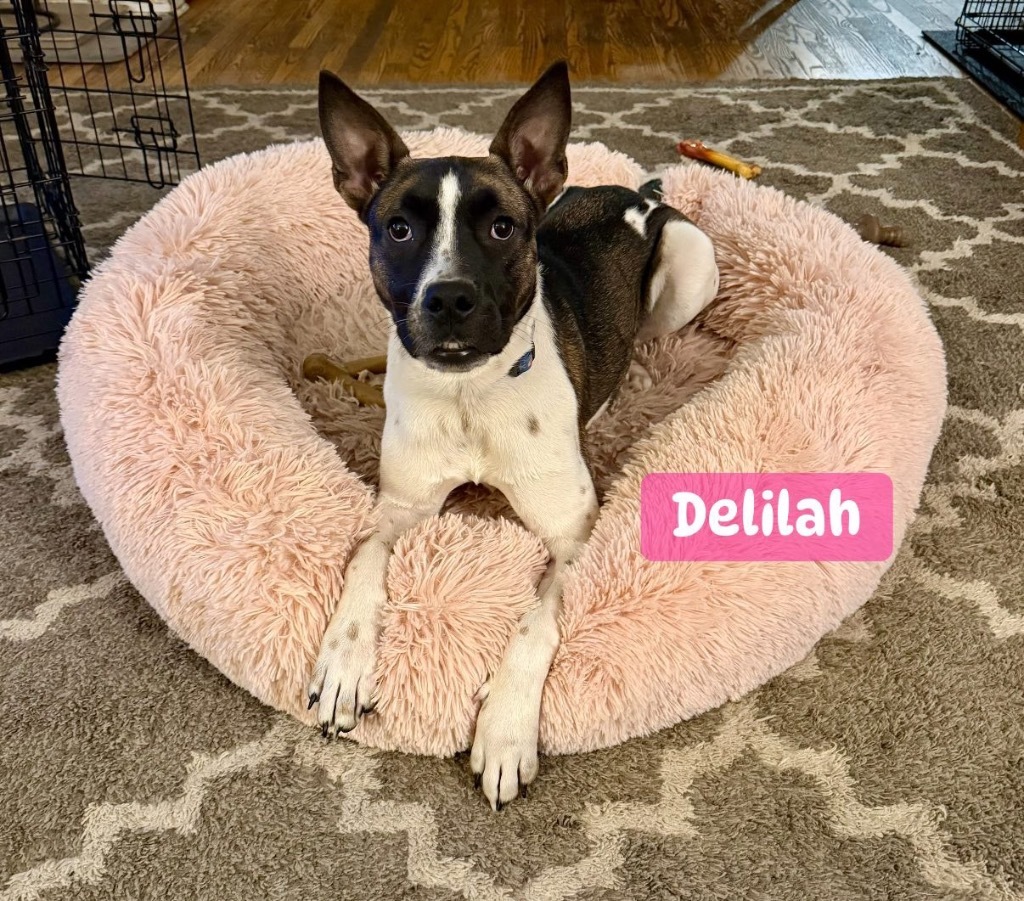 Delilah