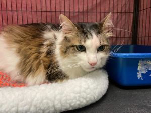 Mr Titus is an 11-year-old sweetheart with a heart as soft as his medium-length fur This affection