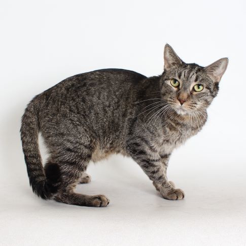 Bill, an adoptable Domestic Short Hair in Redding, CA, 96099 | Photo Image 1