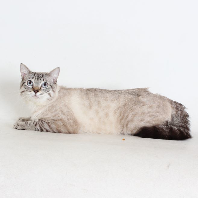 Nala