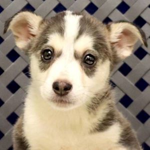 Nitro, Baby Male Siberian Husky