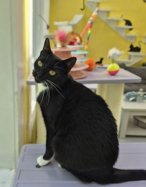 Easter, Adult Female unknown
