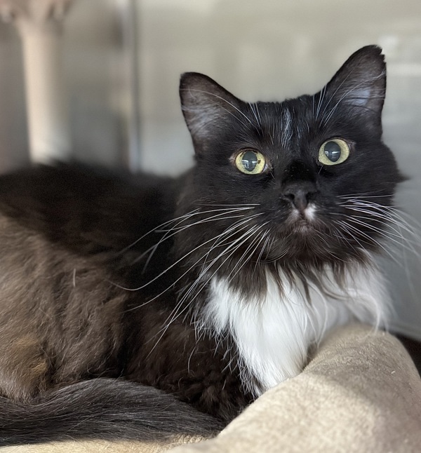 Louis, an adoptable Domestic Medium Hair in Sheboygan, WI, 53083 | Photo Image 1