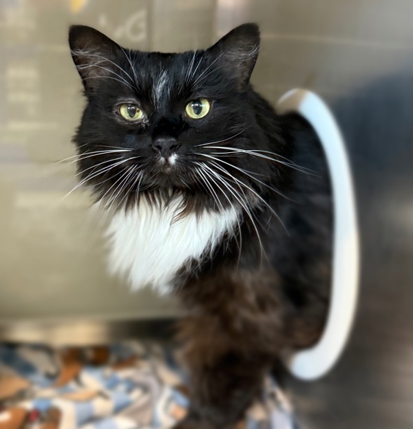 Louis, an adoptable Domestic Medium Hair in Sheboygan, WI, 53083 | Photo Image 2