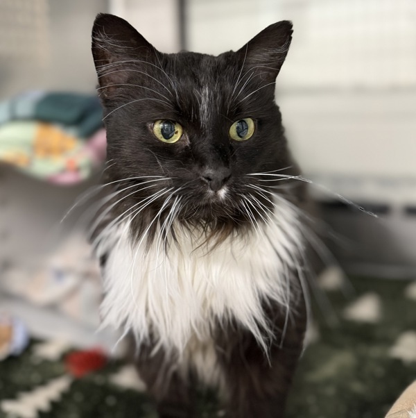 Louis, an adoptable Domestic Medium Hair in Sheboygan, WI, 53083 | Photo Image 3