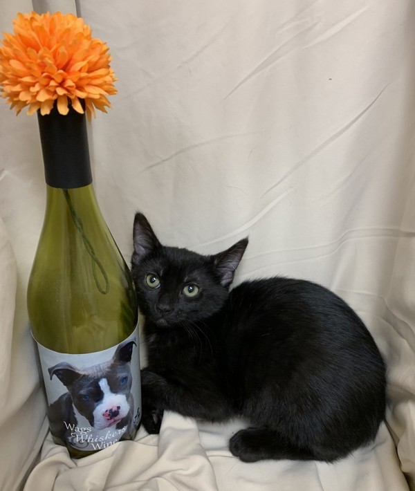 Pinot
