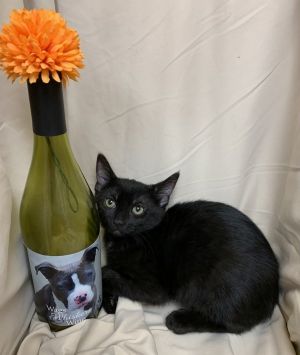 Pinot, Baby Female Domestic Short Hair