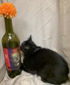 Syrah